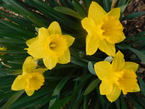 RGC Daffodils