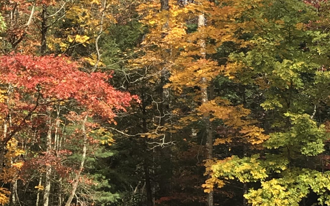 Fall in N.C.