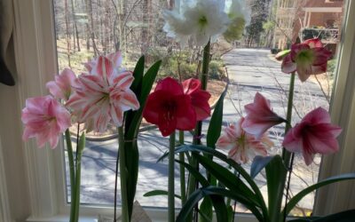 Plants: An Amaryllis Obsession by RGC Blogger Gretchen Collins