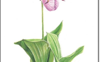 Garden Week in Georgia: Appearing in Georgia Gardens on April 18–Pink Lady’s-slipper as Seen and Painted by Botanical Artist and RGC Guest Blogger Linda Fraser