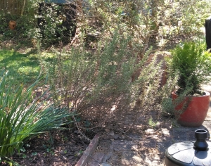 Garden Week in Georgia: Hard-Pruning Rosemary or Down the Rabbit Hole by RGC Blogger Suzy Crowe