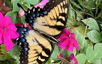 National Garden Week: Be a Good Host to Pollinators This Summer by RGC Blogger Lisa Ethridge