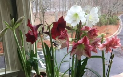 Garden Week In Georgia: The Many Seasons of my Friend the Amaryllis by RGC Blogger Gretchen Collins