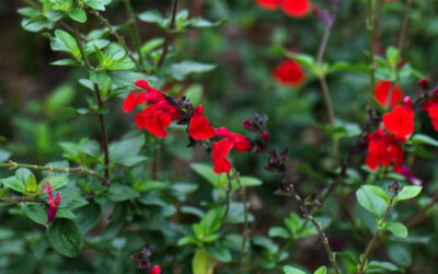 National Garden Week: Autumn Sage-A Perfect Perennial For Georgia by RGC Blogger Dotty Etris
