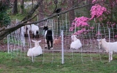 National Garden Week – Got Ivy? Get Goats! by RGC Blogger Sherron Lawson