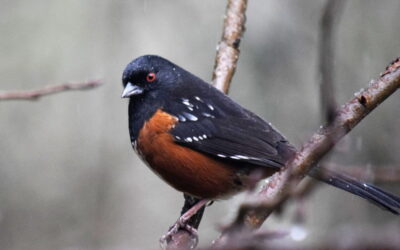 National Garden Week: Bird Lore by RGC Blogger Dotty Etris
