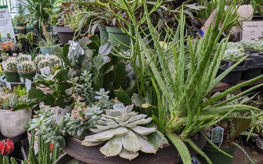 Garden Week in Georgia: How to be an Aloe Vera Parent by RGC Blogger Lisa Ethridge