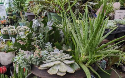 Garden Week in Georgia: How to be an Aloe Vera Parent by RGC Blogger Lisa Ethridge